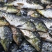 A three-week ban on hilsa fishing has been imposed in Bangladesh