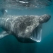 Irlandiya qirg'oqlariga yuzlab gigant akulalar to'planishi davom etmoqda
