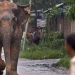 17 people died in a rabid elephant attack in India