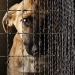 Punishment for cruelty to animals has been increased