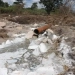 Farmers in Zambia filed claims against Chinese companies