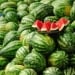 False reports about melon poisoning spread in the capital