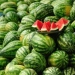 False reports about melon poisoning spread in the capital