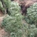 В Фергане был задержан гражданин, выращивавший каннабис