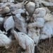 New measure against the spread of avian influenza in France