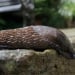 The intercom was disturbed by mucus in Schwabach