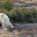 White and black bears collided in Labrador