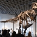 Ulkan tiranozavr skeleti kimoshdi savdosida rekord narxga sotildi