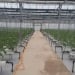 A new program has been adopted to increase greenhouse exports
