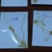 Illegal gold import stopped in Andijan