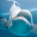 Kanadadagi Marineland belugalarini asrash muammosi