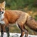 A fox attacked two children in Mangistau