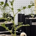 Scientists have learned to grow chickpeas in Moon soil