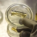 Rossiyalik olimlar davriy jadvalning 119-elementini kashf qilishga kirishdi