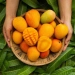 Benefits of mango fruit and its effects on the body