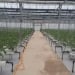 A new program has been adopted to increase greenhouse exports
