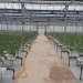 A new program has been adopted to increase greenhouse exports