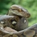 A 3.6-meter python was captured in South Carolina