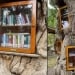 A library was created from a tree in the village of Ruurlo