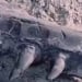 Ancient Dinosaur Bones Found in Karakalpakstan