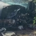 Collision between Nexia and Lacetti occurred in Denov