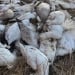 Новые меры против распространения птичьего гриппа во Франции