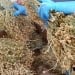 Tajik woman sentenced to 8 years for drug addiction in Russia