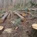 A court ruling on timber smuggling has been issued in Yekaterinburg