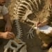 Dinosaur bones dating back 75 million years were found in Karakalpakstan