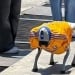Monterreyda robot-it hayvonlarga mehrni targ‘ib qilmoqda