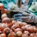 Surxondaryo became a leader in vegetable cultivation