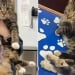 A six-legged cat was born in Great Britain
