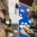 A six-legged cat was born in Great Britain