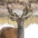 Unusual Mutant Deer Appear in the USA