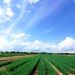 New rules and fines have been introduced for the use of agricultural lands