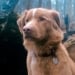 A separate category for animals may be introduced at the "Oscar"