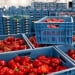 Uzbekistan's fruit and vegetable exports are capturing new markets