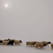 Severe winter in Mongolia killed 26 thousand livestock