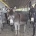 Individuals involved in selling donkey meat in Kattaqorgon have been exposed