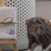 Ella earned a large income from pictures of mice