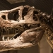 Olimlar 66 million yillik dinozavr suyagidan kollagen izini topdi