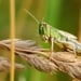 Locusts are damaging the Uzbekistan border in Kyrgyzstan