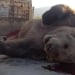 A bear fell from a cliff and died in Bostanlik