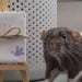 Ella earned a large income from pictures of mice