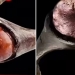 Shvetsiyada vikinglar qabridan arabcha yozuvli noyob uzuk topildi