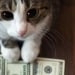 Won $150,000 in the lottery thanks to a cat