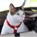 The cat of the President of Indonesia is under state protection