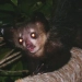 Madagaskar primati exolokatsiya yordamida ozuqa topishning noyob usulini qo'llaydi