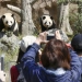 Japan will be without pandas in 2026
