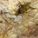 Dinosaur bones dating back 75 million years were found in Karakalpakstan